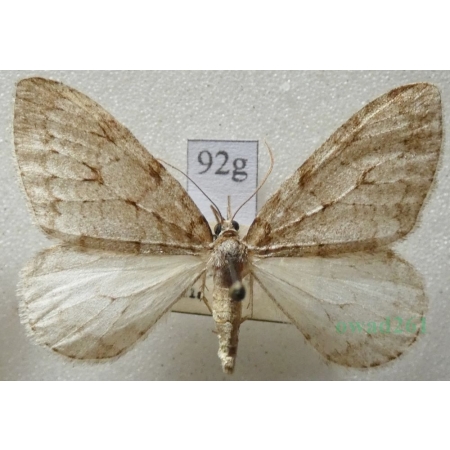 Epirrita christyi (Allen, 1906) Paśnik grabowiak Czech12g